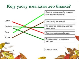Коју улогу има дати део биљке?
Ствара храну помоћу сунчеве
светлости и топлоте.
Из њега ниче нова биљка.
На њему се развијају цветови
и листови.
Проводи воду и храну до
листова.
Упија воду из земље.Семе
Стабло
Лист
Корен
Цвет
Ствара семе.
 