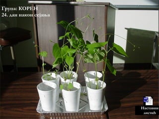 Microsoft Word
Document
Наставни
листић
Група: КОРЕН
24. дан након сејања
 