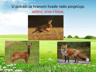 U potrazi za hranom livade rado posjećuju
zečevi, srne i lisice.