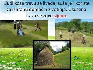 Ljudi kose travu sa livada, suše je i koriste
za ishranu domaćih životinja. Osušena
trava se zove sijeno.