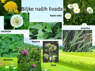 Biljke naših livada
maslačak
bijela rada
kopriva
djetelina
pirevina
čičak