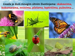 Livada je dom mnogim sitnim životinjama: skakavcima,
bubamarama, mravima, pčelama, leptirićima, puževima...