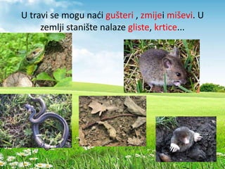 U travi se mogu naći gušteri , zmijei miševi. U
zemlji stanište nalaze gliste, krtice...
