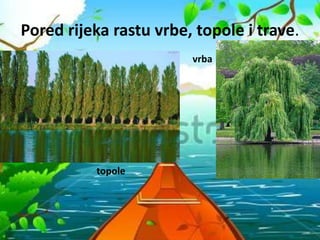 Pored rijeka rastu vrbe, topole i trave.
vrba
topole
 