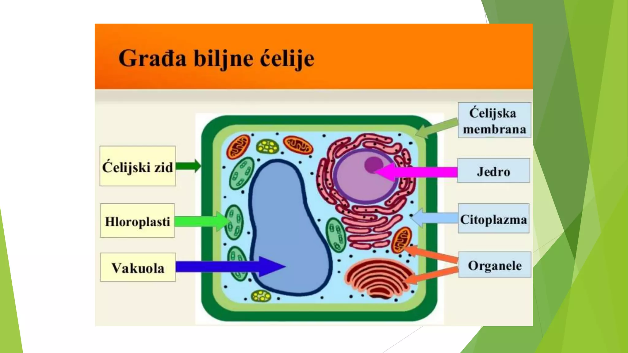 BILJNA ELIJA STANICA pptx biljna-elija-stanica-pptx