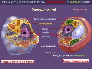 Биљне ћелије су еукариотске ћелије присутне у зеленим биљкама ...