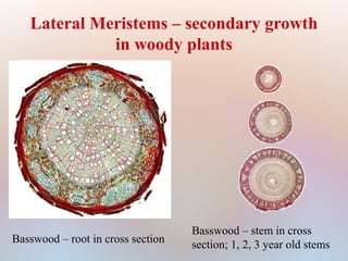 Lateral Meristems – secondary growth
in woody plants
Basswood – root in cross section
Basswood – stem in cross
section; 1, 2, 3 year old stems
 