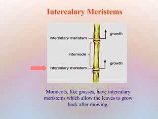 Intercalary Meristems
Monocots, like grasses, have intercalary
meristems which allow the leaves to grow
back after mowing.
 