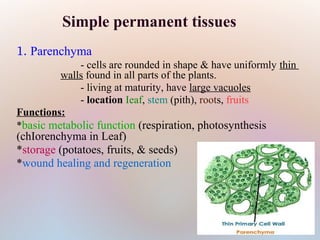 1. Parenchyma
- cells are rounded in shape & have uniformly thin
walls found in all parts of the plants.
- living at maturity, have large vacuoles
- location Ieaf, stem (pith), roots, fruits
Functions:
*basic metabolic function (respiration, photosynthesis
(chIorenchyma in Leaf)
*storage (potatoes, fruits, & seeds)
*wound healing and regeneration
Simple permanent tissues
 