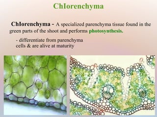 ChIorenchyma - A specialized parenchyma tissue found in the
green parts of the shoot and performs photosynthesis.
ChIorenchyma
­ differentiate from parenchyma
cells & are alive at maturity
 
