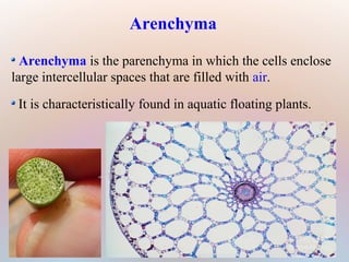  Arenchyma is the parenchyma in which the cells enclose
large intercellular spaces that are filled with air.
It is characteristically found in aquatic floating plants.
Arenchyma
 