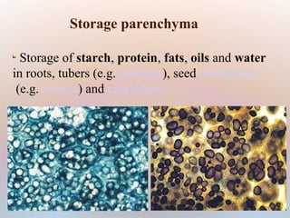  Storage of starch, protein, fats, oils and water
in roots, tubers (e.g. potatoes), seed endosperm
(e.g. cereals) and cotyledons
Storage parenchyma
 