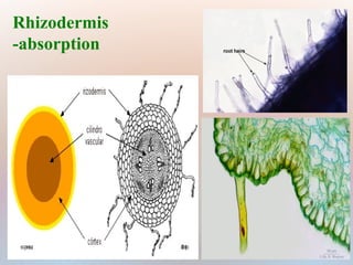 Rhizodermis
-absorption
 