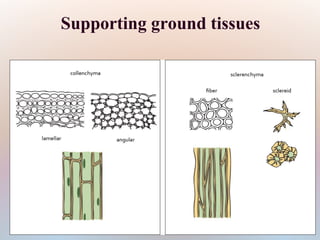 Supporting ground tissues
 
