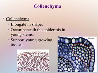 Collenchyma
Collenchyma
Elongate in shape.
Occur beneath the epidermis in
young stems.
Support young growing
tissues.
 