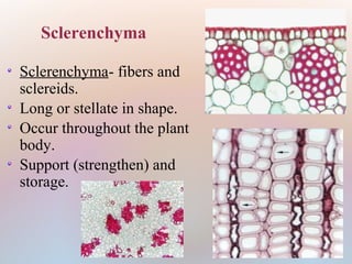 Sclerenchyma- fibers and
sclereids.
Long or stellate in shape.
Occur throughout the plant
body.
Support (strengthen) and
storage.
Sclerenchyma
 