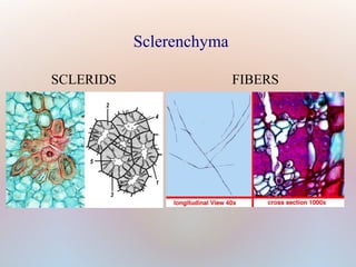 Sclerenchyma
SCLERIDS FIBERS
 