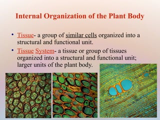 Internal Organization of the Plant Body

Tissue- a group of similar cells organized into a
structural and functional unit.

Tissue System- a tissue or group of tissues
organized into a structural and functional unit;
larger units of the plant body.
 