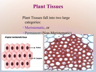 Plant Tissues fall into two large
categories:
Meristematic, or
Permanent (Non-Meristematic)
Plant Tissues
 