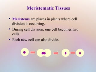 Meristematic Tissues

Meristems are places in plants where cell
division is occurring.

During cell division, one cell becomes two
cells.

Each new cell can also divide.
 