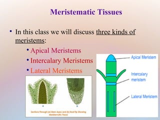 Meristematic Tissues

In this class we will discuss three kinds of
meristems:

Apical Meristems

Intercalary Meristems

Lateral Meristems
 