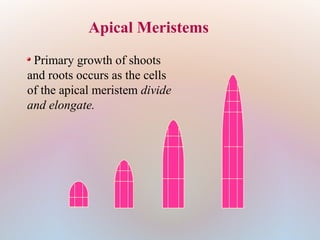 Apical Meristems
 Primary growth of shoots
and roots occurs as the cells
of the apical meristem divide
and elongate.
 