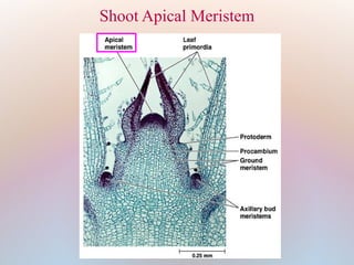 Shoot Apical Meristem
 