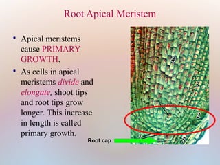 Root Apical Meristem
Root cap

Apical meristems
cause PRIMARY
GROWTH.

As cells in apical
meristems divide and
elongate, shoot tips
and root tips grow
longer. This increase
in length is called
primary growth.
 