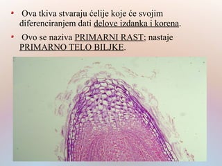 Ova tkiva stvaraju ćelije koje će svojim
diferenciranjem dati delove izdanka i korena.
Ovo se naziva PRIMARNI RAST; nastaje
PRIMARNO TELO BILJKE.
 