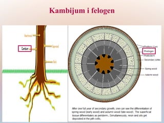 Kambijum i felogen
 
