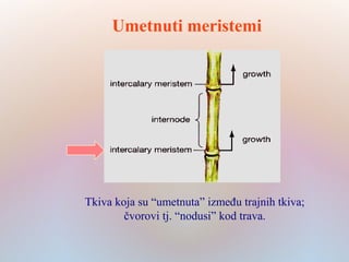 Umetnuti meristemi
Tkiva koja su “umetnuta” između trajnih tkiva;
čvorovi tj. “nodusi” kod trava.
 