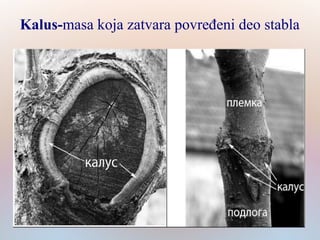 Kalus-masa koja zatvara povređeni deo stabla
 