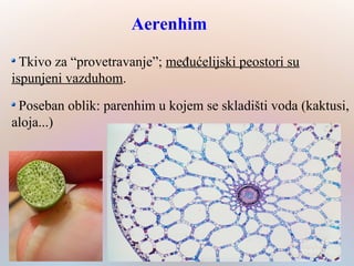 Tkivo za “provetravanje”; međućelijski peostori su
ispunjeni vazduhom.
Poseban oblik: parenhim u kojem se skladišti voda (kaktusi,
aloja...)
Aerenhim
 