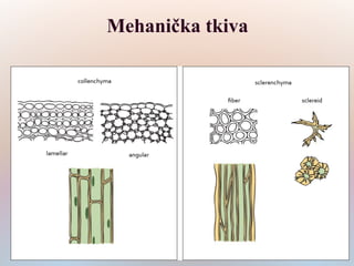Mehanička tkiva
 