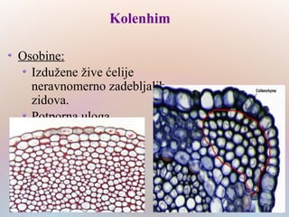 Kolenhim
Osobine:
Izdužene žive ćelije
neravnomerno zadebljalih
zidova.
Potporna uloga
 