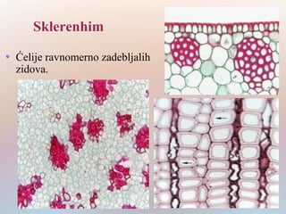 Ćelije ravnomerno zadebljalih
zidova.
Sklerenhim
 