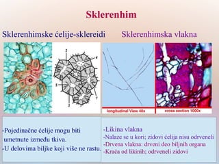 Sklerenhim
Sklerenhimske ćelije-sklereidi Sklerenhimska vlakna
-Pojedinačne ćelije mogu biti
umetnute između tkiva.
-U delovima biljke koji više ne rastu.
-Likina vlakna
-Nalaze se u kori; zidovi ćelija nisu odrveneli
-Drvena vlakna: drveni deo biljnih organa
-Kraća od likinih; odrveneli zidovi
 