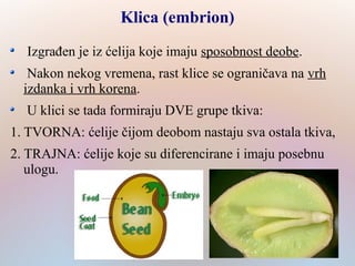 Klica (embrion)
Izgrađen je iz ćelija koje imaju sposobnost deobe.
Nakon nekog vremena, rast klice se ograničava na vrh
izdanka i vrh korena.
U klici se tada formiraju DVE grupe tkiva:
1. TVORNA: ćelije čijom deobom nastaju sva ostala tkiva,
2. TRAJNA: ćelije koje su diferencirane i imaju posebnu
ulogu.
 