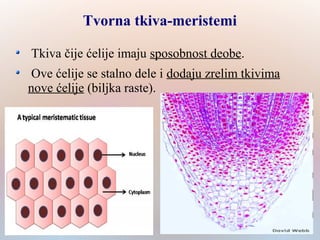 Tvorna tkiva-meristemi
Tkiva čije ćelije imaju sposobnost deobe.
Ove ćelije se stalno dele i dodaju zrelim tkivima
nove ćelije (biljka raste).
 