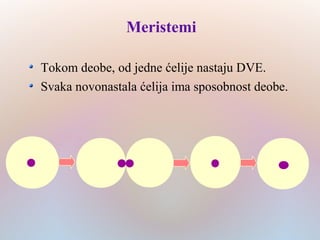 Meristemi
Tokom deobe, od jedne ćelije nastaju DVE.
Svaka novonastala ćelija ima sposobnost deobe.
 