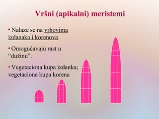 Vršni (apikalni) meristemi
 Nalaze se na vrhovima
izdanaka i korenova.
Omogućavaju rast u
“dužinu”.
Vegetaciona kupa izdanka;
vegetaciona kupa korena
 