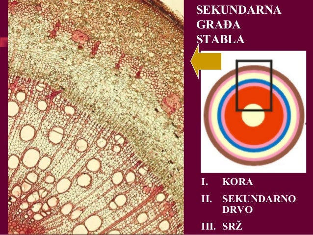Biljni Organi