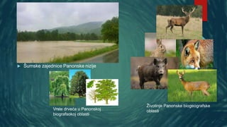  Šumske zajednice Panonske nizije
Životinje Panonske biogeografske
oblasti
Vrste drveća u Panonskoj
biografsokoj oblasti
 