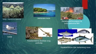 Makije – degradirana vegetacija
Jadransko more
Karakteristična pojava na
ovim djelovima BiH
Galeb
Karakteristične životinje ovog
područja
Karakteristične ribe Jadranskog mora
 