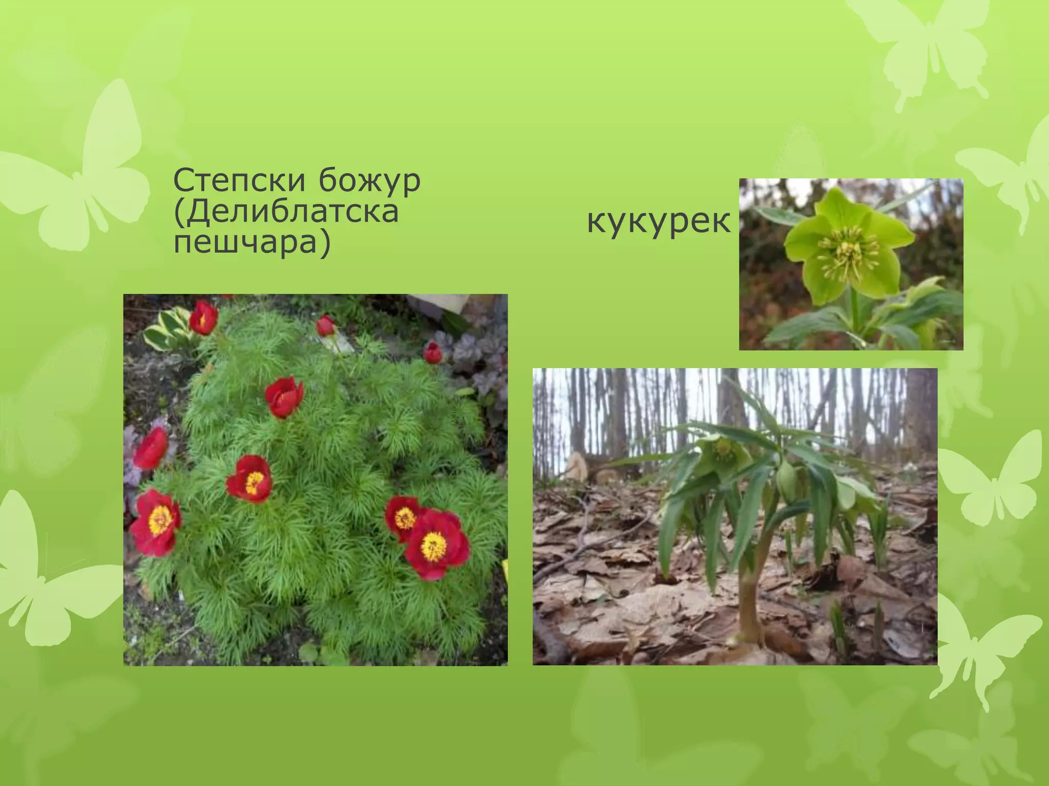 Biljni i zivotinjski svet | PPT