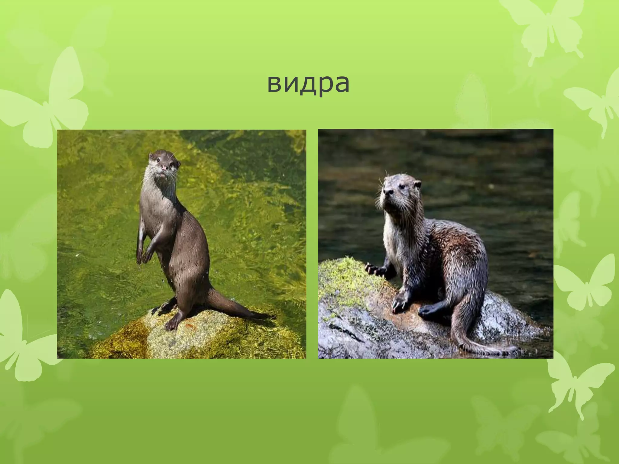 Biljni i zivotinjski svet | PPT