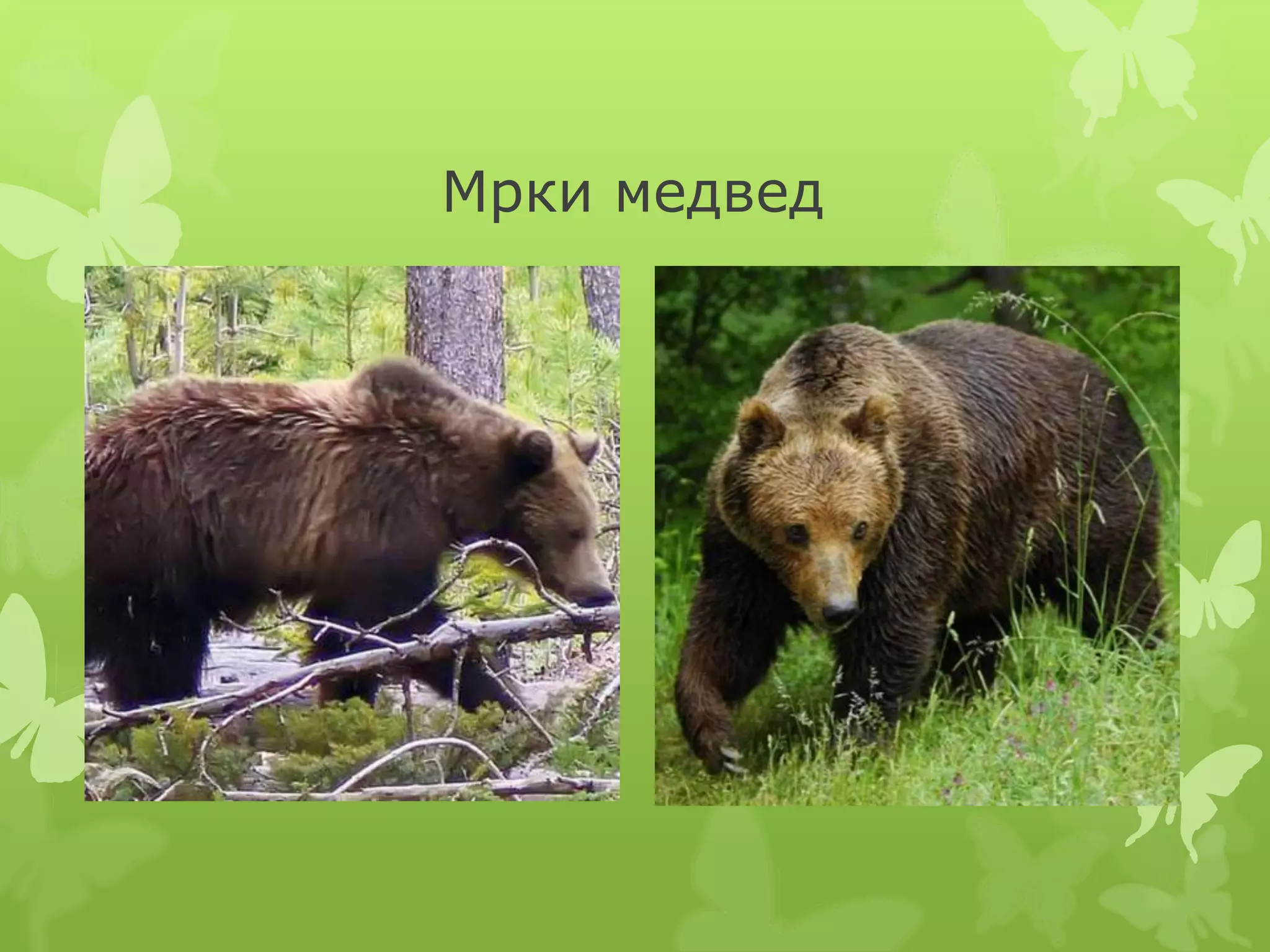 Biljni i zivotinjski svet | PPT
