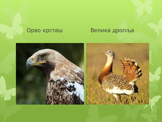 Biljni i zivotinjski svet | PPT