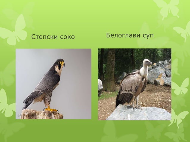 Biljni i zivotinjski svet | PPT
