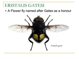 ERISTALIS GATESI A Flower fly named after Gates as a honour 